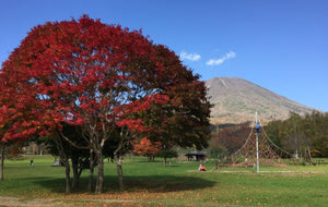 nicao home, Niseko, autumn Mount Yotei